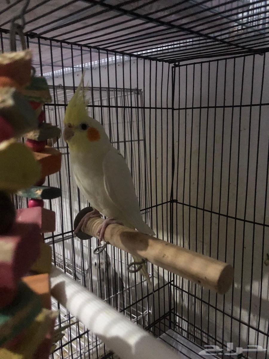 ذكر كروان لاتينو64420202852611112