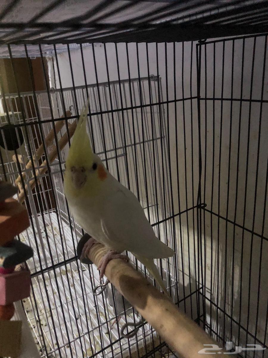 ذكر كروان لاتينو64420202852611110