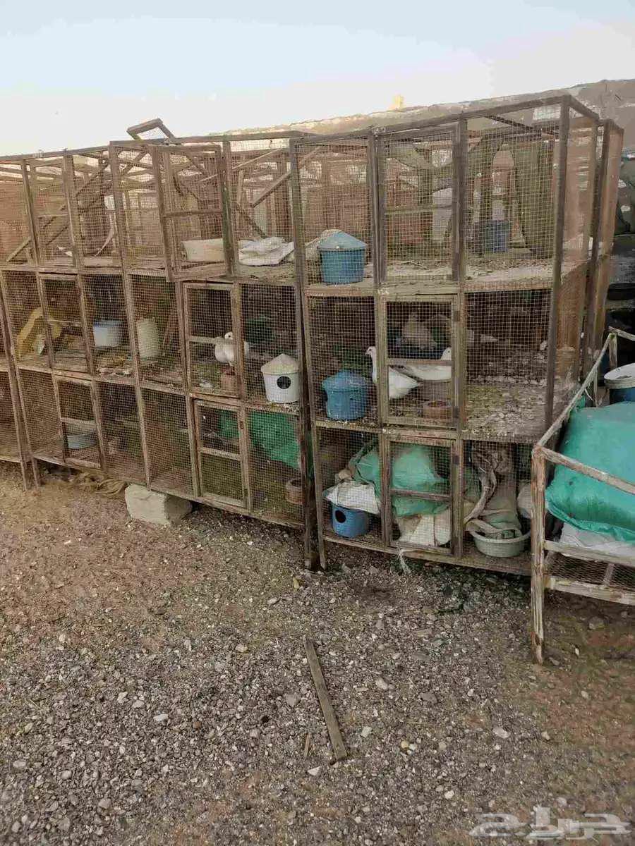 للبيع حمام فرنسي64420377712898111