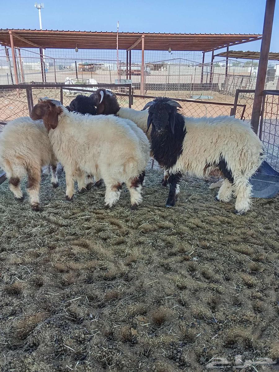 ثلاث خرفان ورخال للبيع64420594060545110