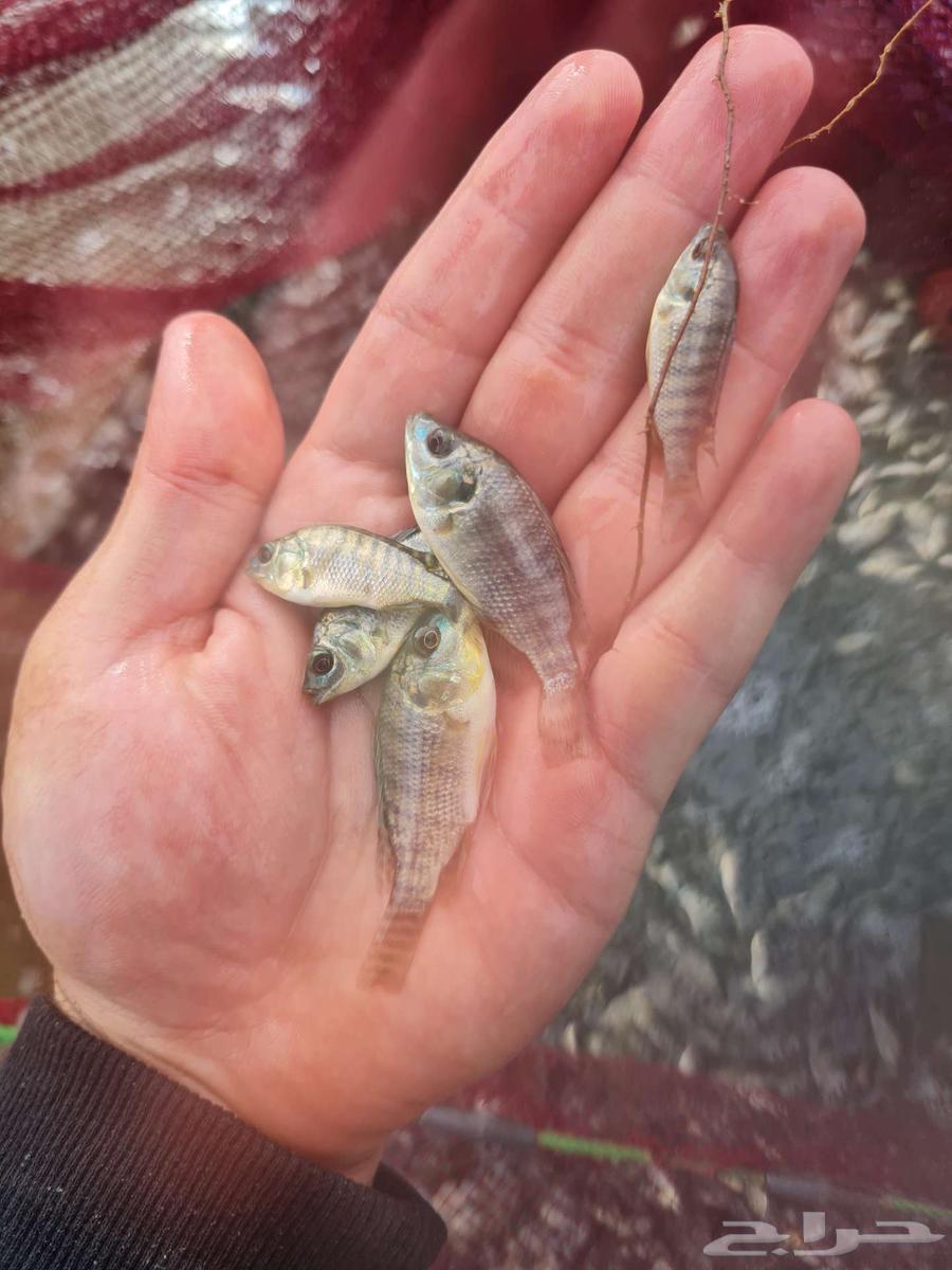 زريعة بلطي للبيع64432795782403113