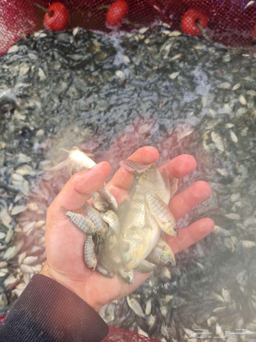 زريعة بلطي للبيع64432795782403114