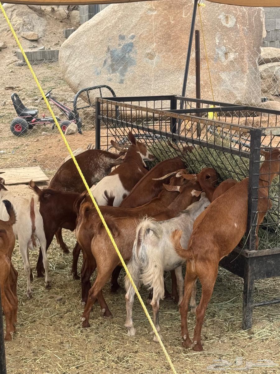 تيوس للبيع حص بلدي64420823707651114