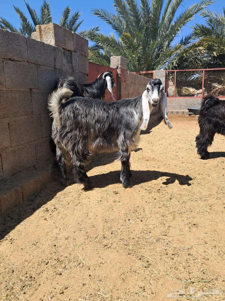 تيوس عوارض للبيع64421323738883110