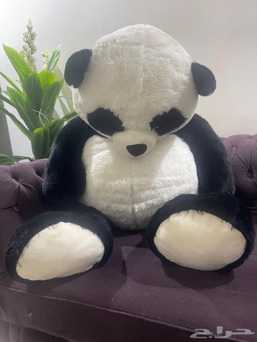 دب باندا جامبو للبيع64421581062657111