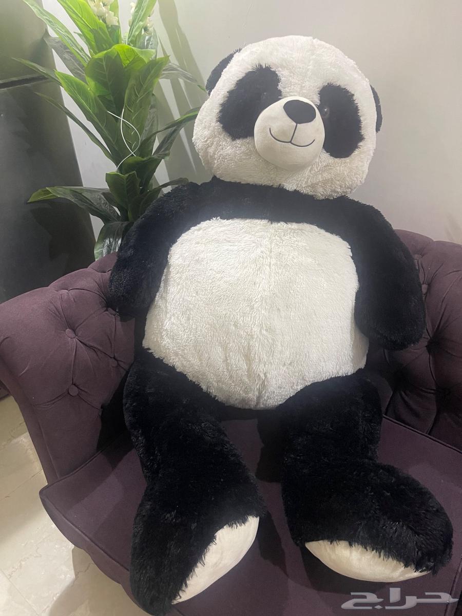 دب باندا جامبو للبيع64421581062657113