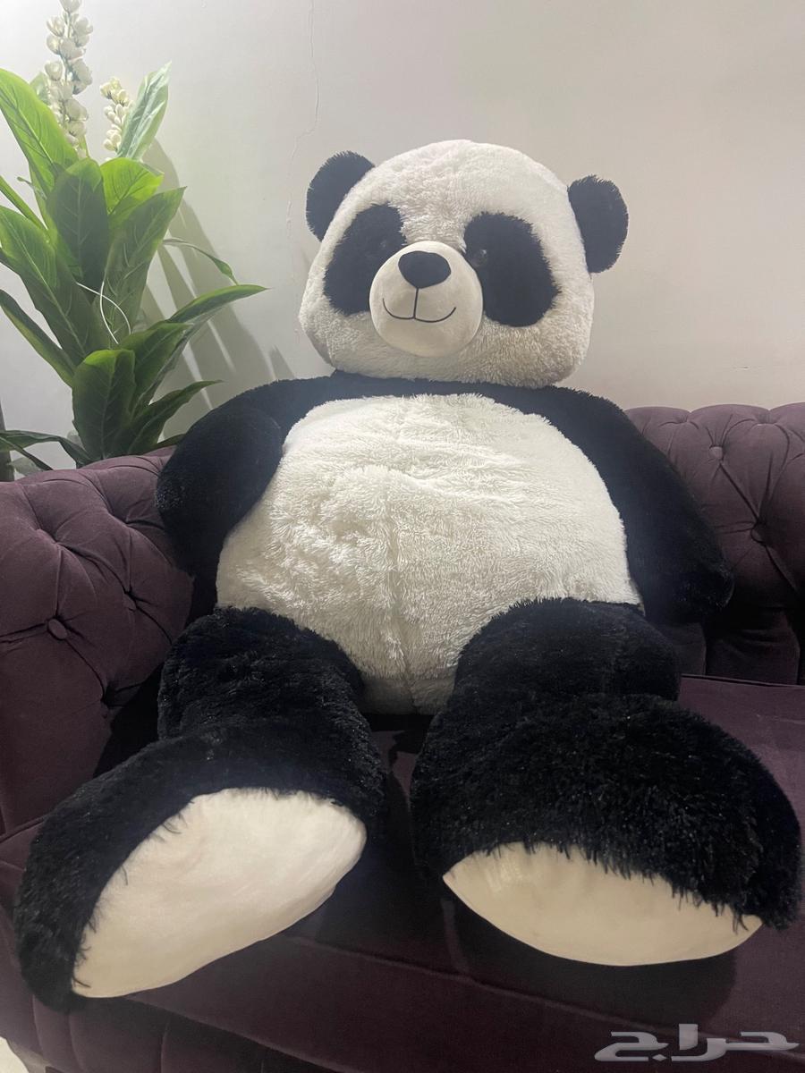 دب باندا جامبو للبيع64421581062657112