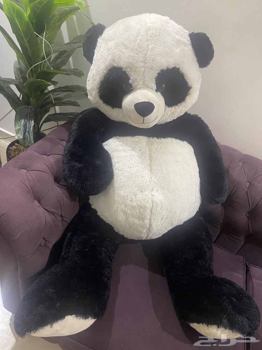 دب باندا جامبو للبيع64421581062657110