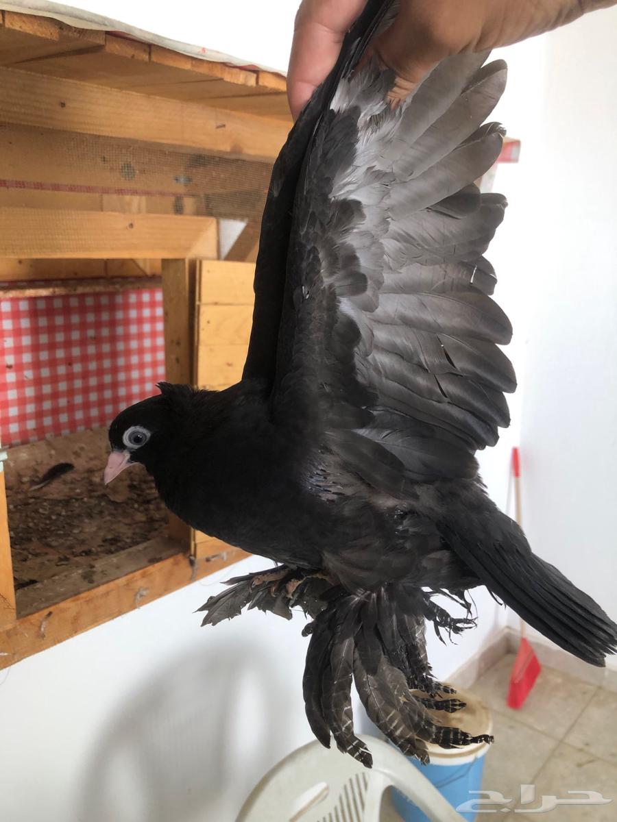 طبات كرنقو64421797925762113