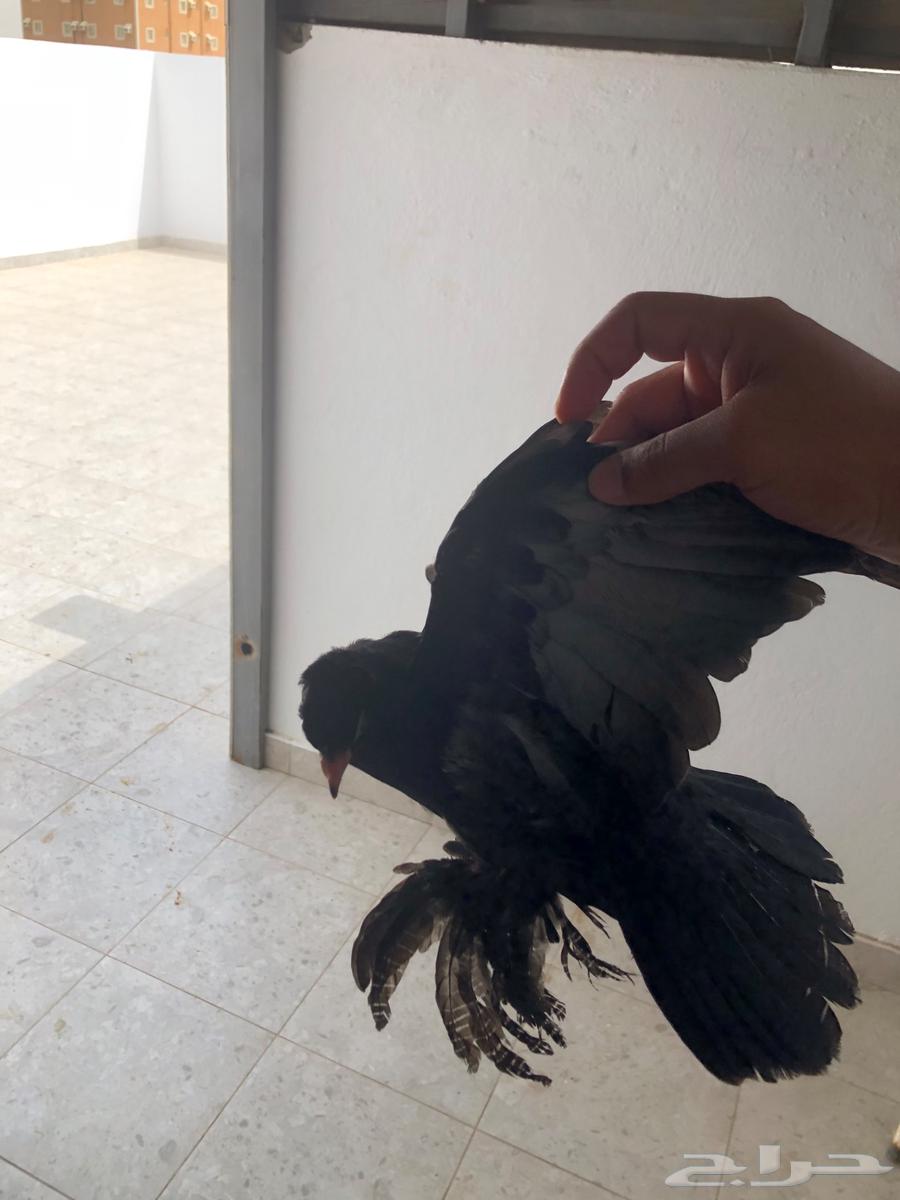 طبات كرنقو64421797925762110