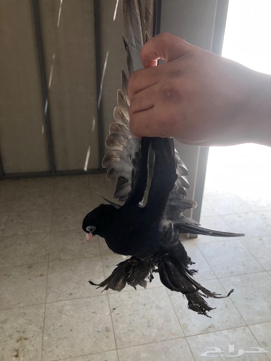 طبات كرنقو64421797925762111