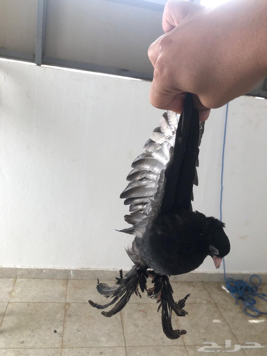 طبات كرنقو64421797925762114