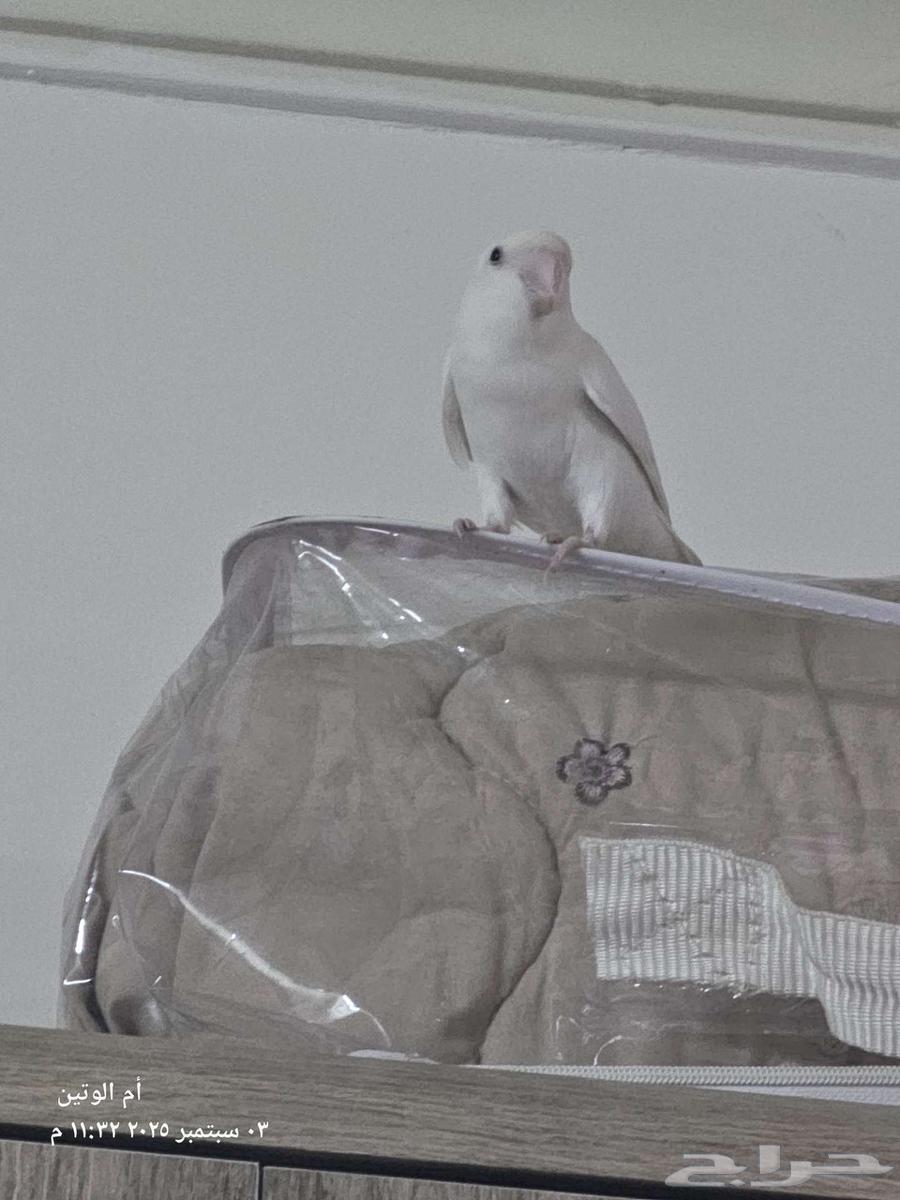 طير روز ابيض64422897066882110