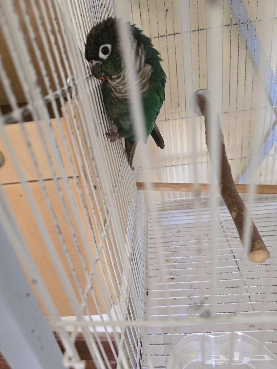 تم البيع جوز كنيور تركواز مع فرخ من انتاجه64423292362627112