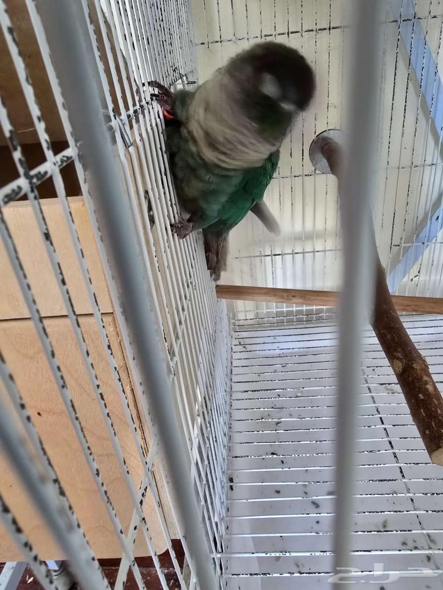 تم البيع جوز كنيور تركواز مع فرخ من انتاجه64423292362627113