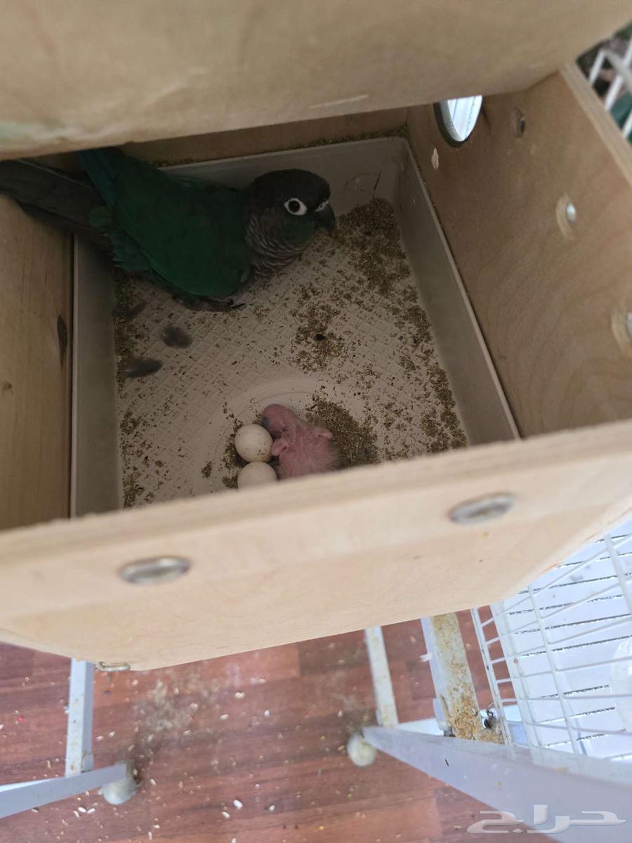 تم البيع جوز كنيور تركواز مع فرخ من انتاجه64423292362627111