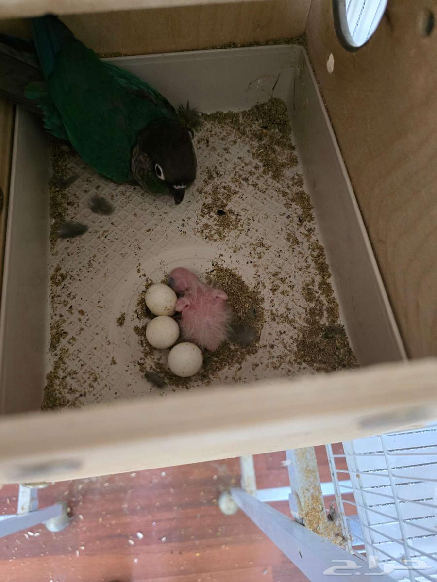 تم البيع جوز كنيور تركواز مع فرخ من انتاجه64423292362627110