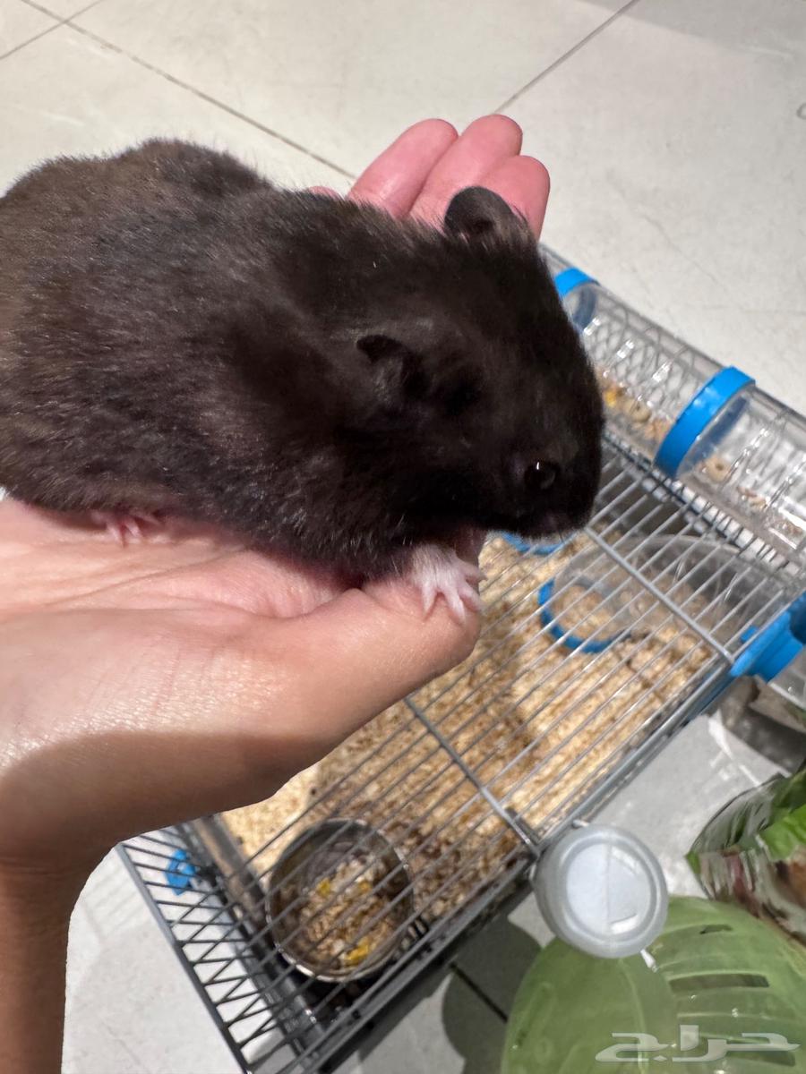 هامستر ذكر اليف جدا للبيع64423381800833113