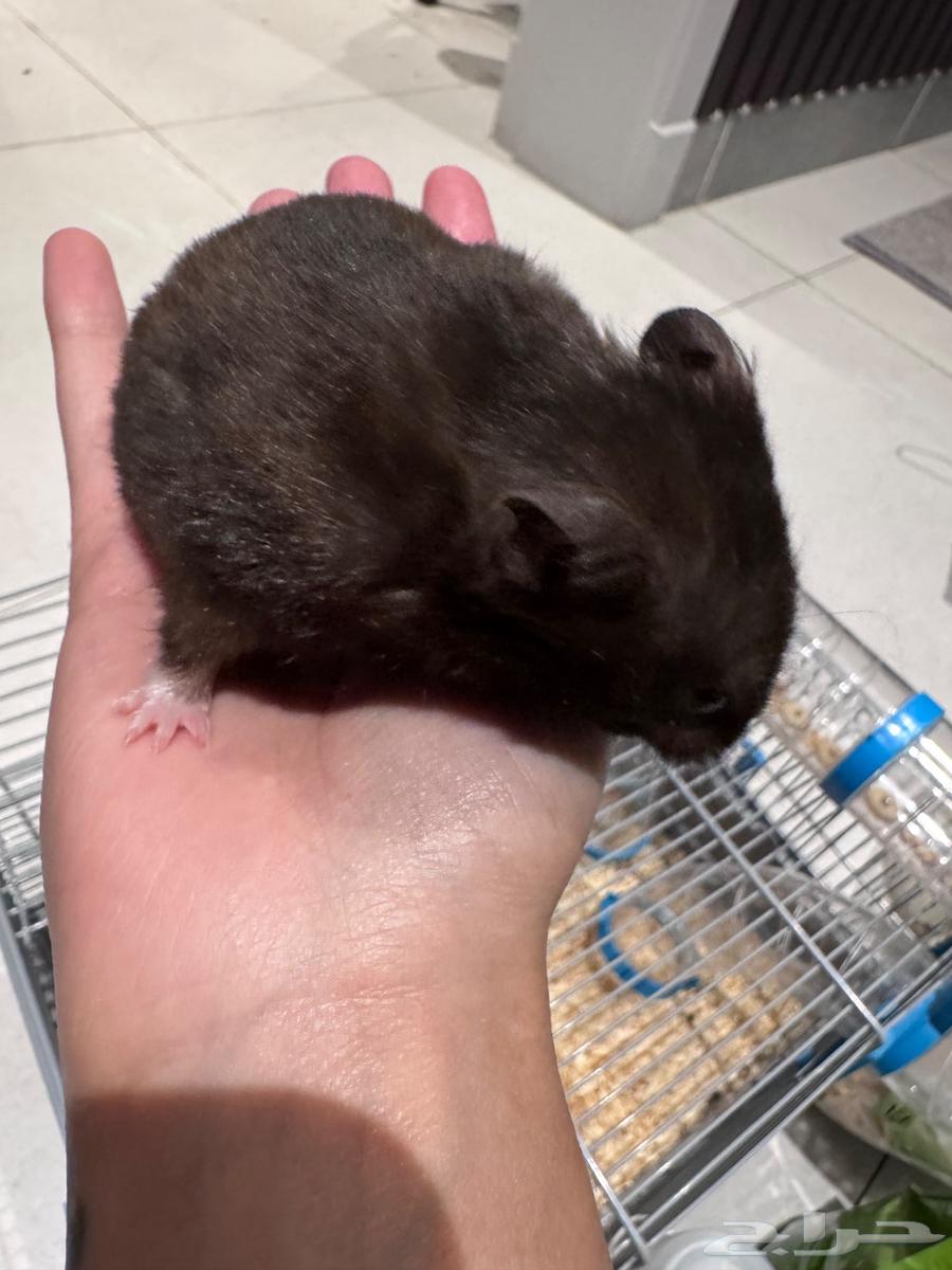 هامستر ذكر اليف جدا للبيع64423381800833111