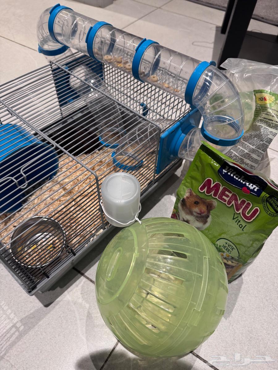 هامستر ذكر اليف جدا للبيع64423381800833110
