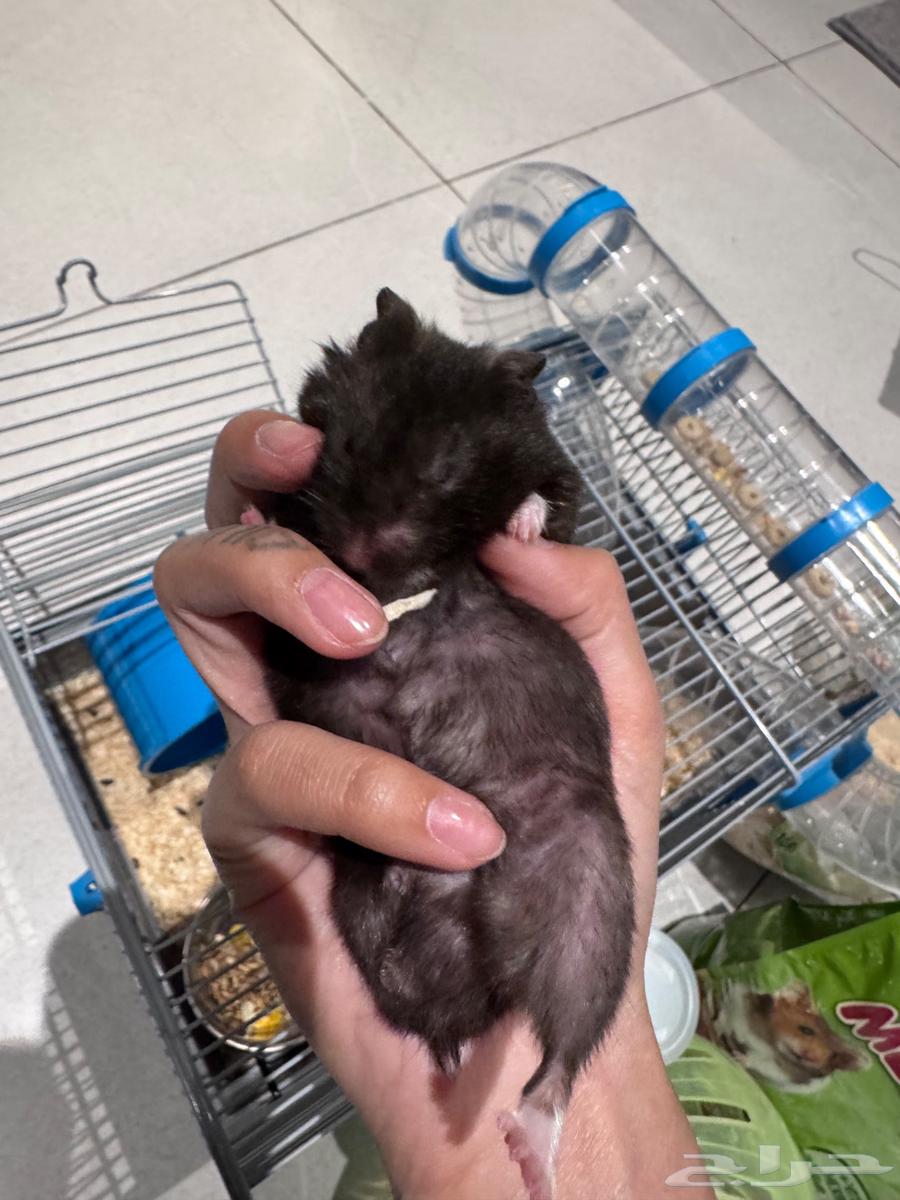 هامستر ذكر اليف جدا للبيع64423381800833112