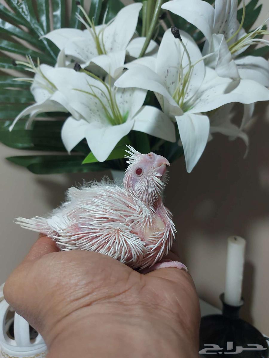 فرخ كروان البينو (( تم البيع ))64423556124290111