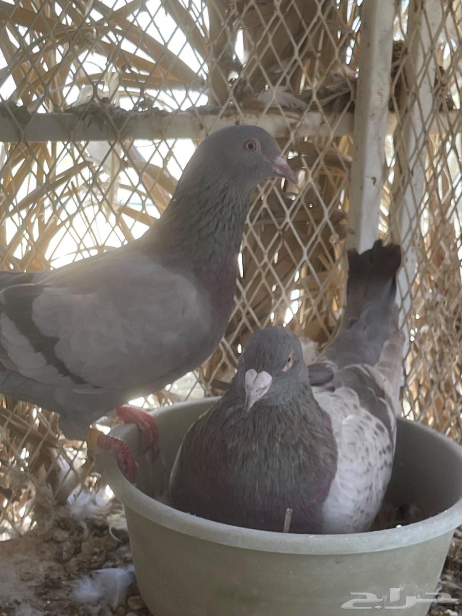 أزواج حمام فرنسي سلفر نظام محاكر ( تم البيع )64423797648643111