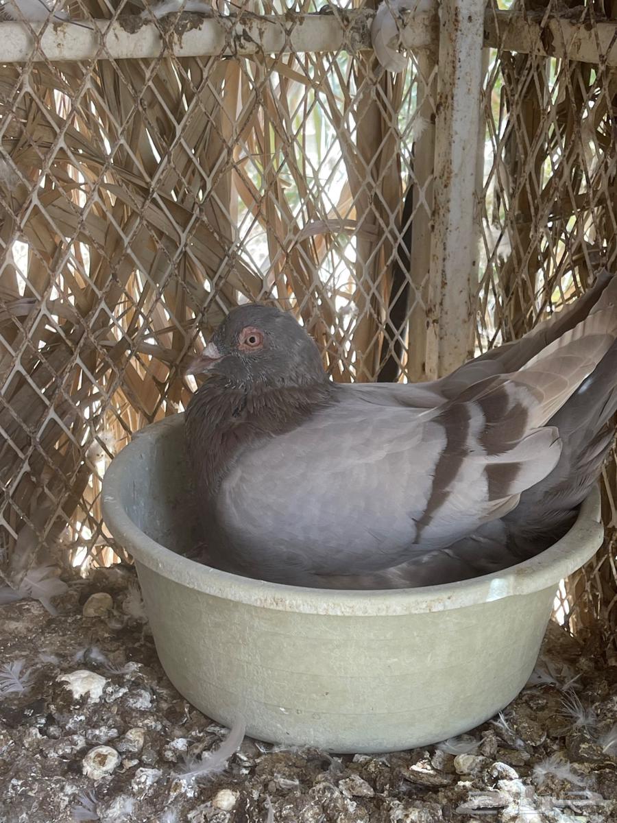 أزواج حمام فرنسي سلفر نظام محاكر ( تم البيع )64423797648643112