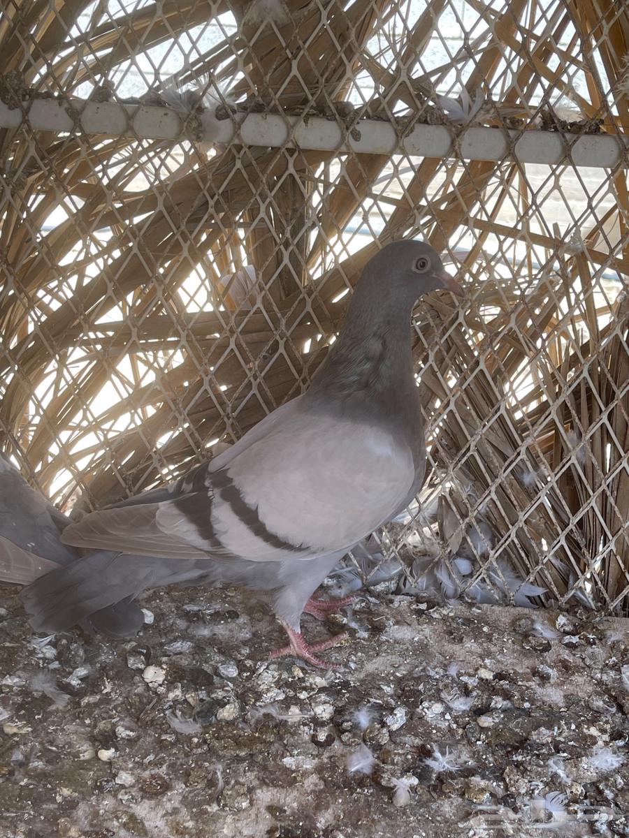 أزواج حمام فرنسي سلفر نظام محاكر ( تم البيع )64423797648643114