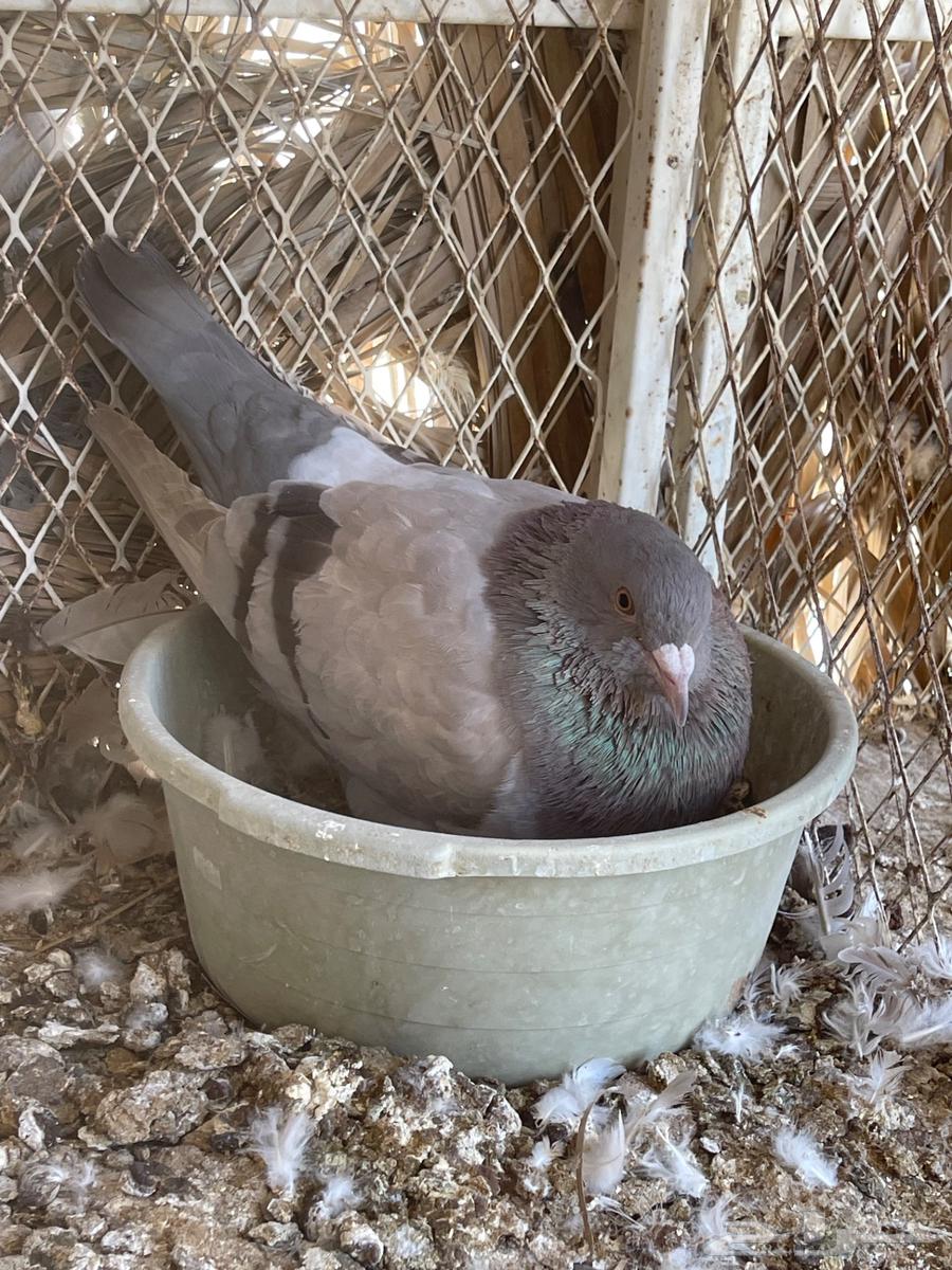 أزواج حمام فرنسي سلفر نظام محاكر ( تم البيع )64423797648643110