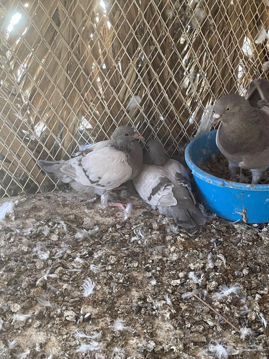 أزواج حمام فرنسي سلفر نظام محاكر ( تم البيع )64423797648643113