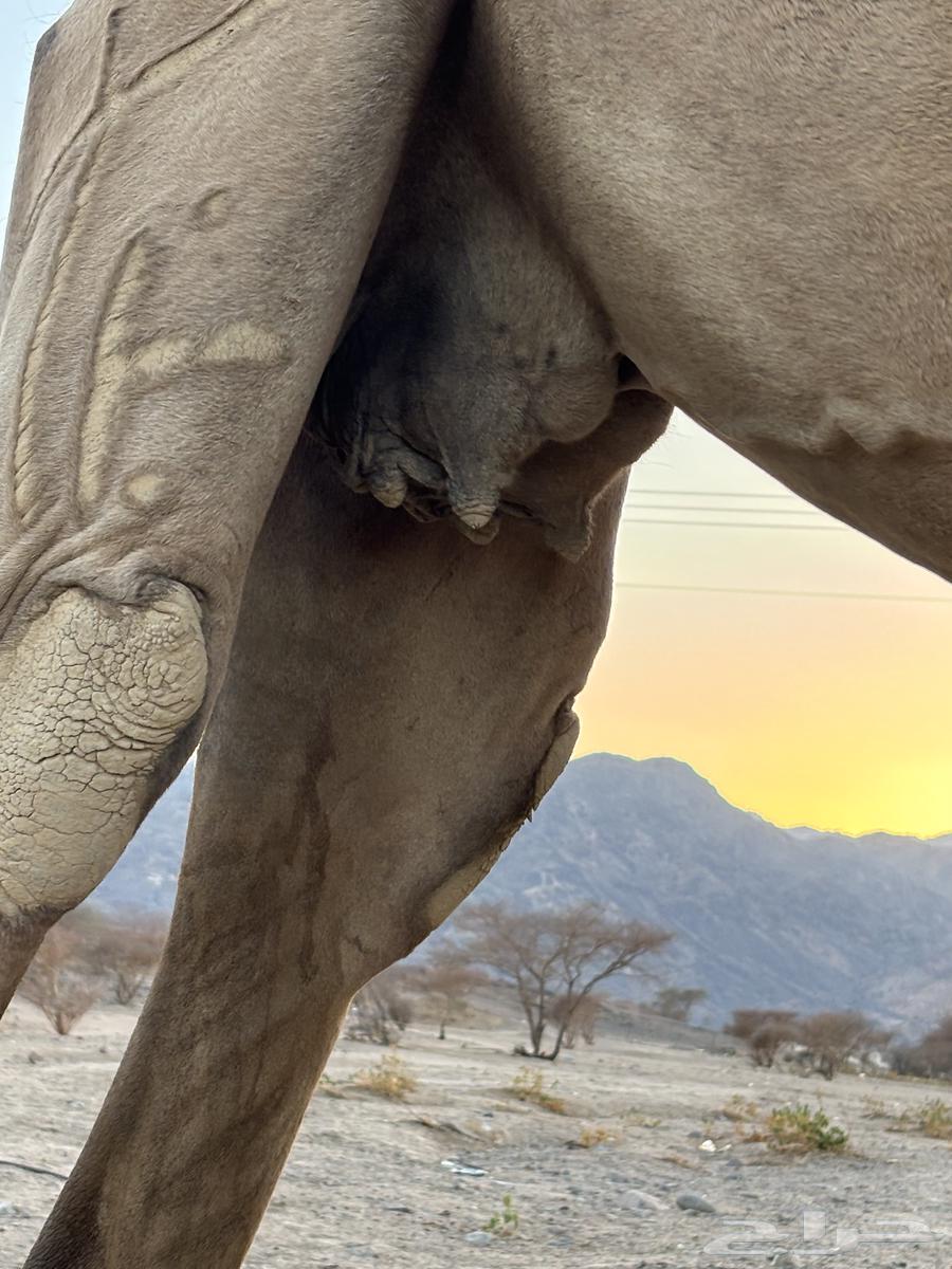 For sale, a high-quality camel that has sold its offspring64406402883714113