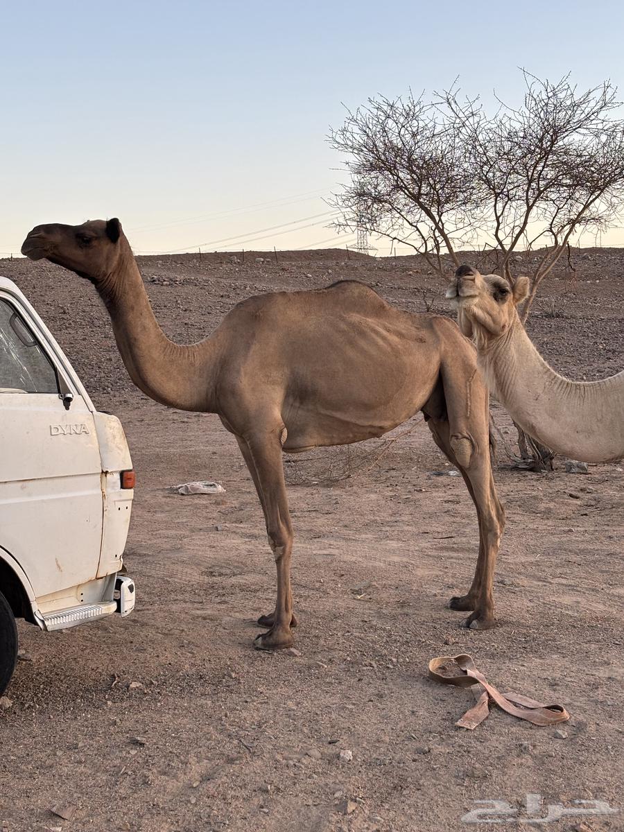 For sale, a high-quality camel that has sold its offspring64406402883714110