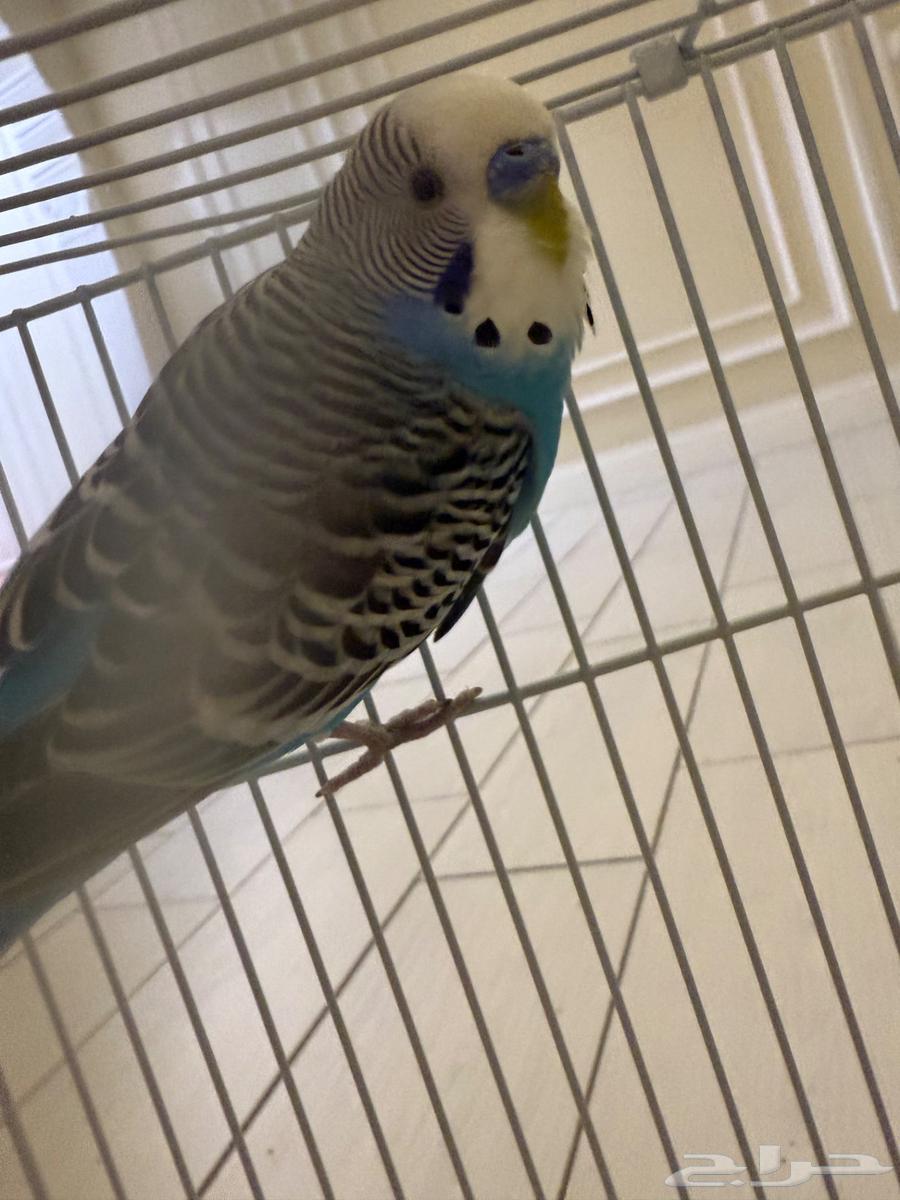 للبيع طيور الحب بتدجي ب100رياب64424252959618111