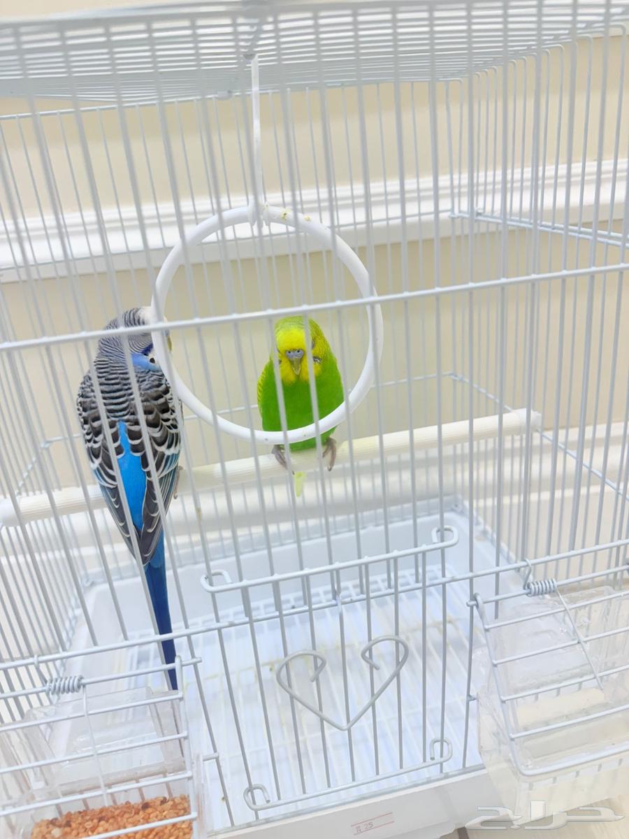 للبيع طيور الحب بتدجي ب100رياب64424252959618110