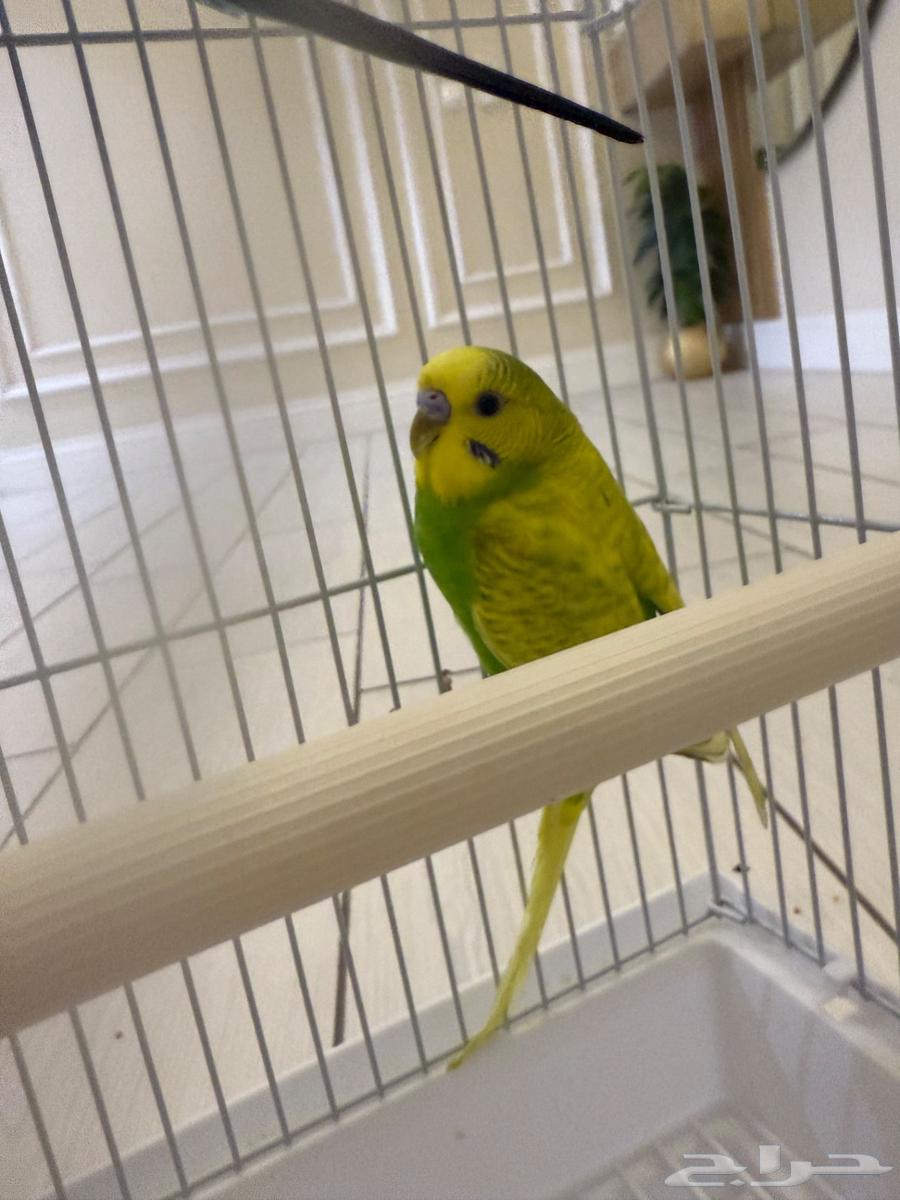 للبيع طيور الحب بتدجي ب100رياب64424252959618112
