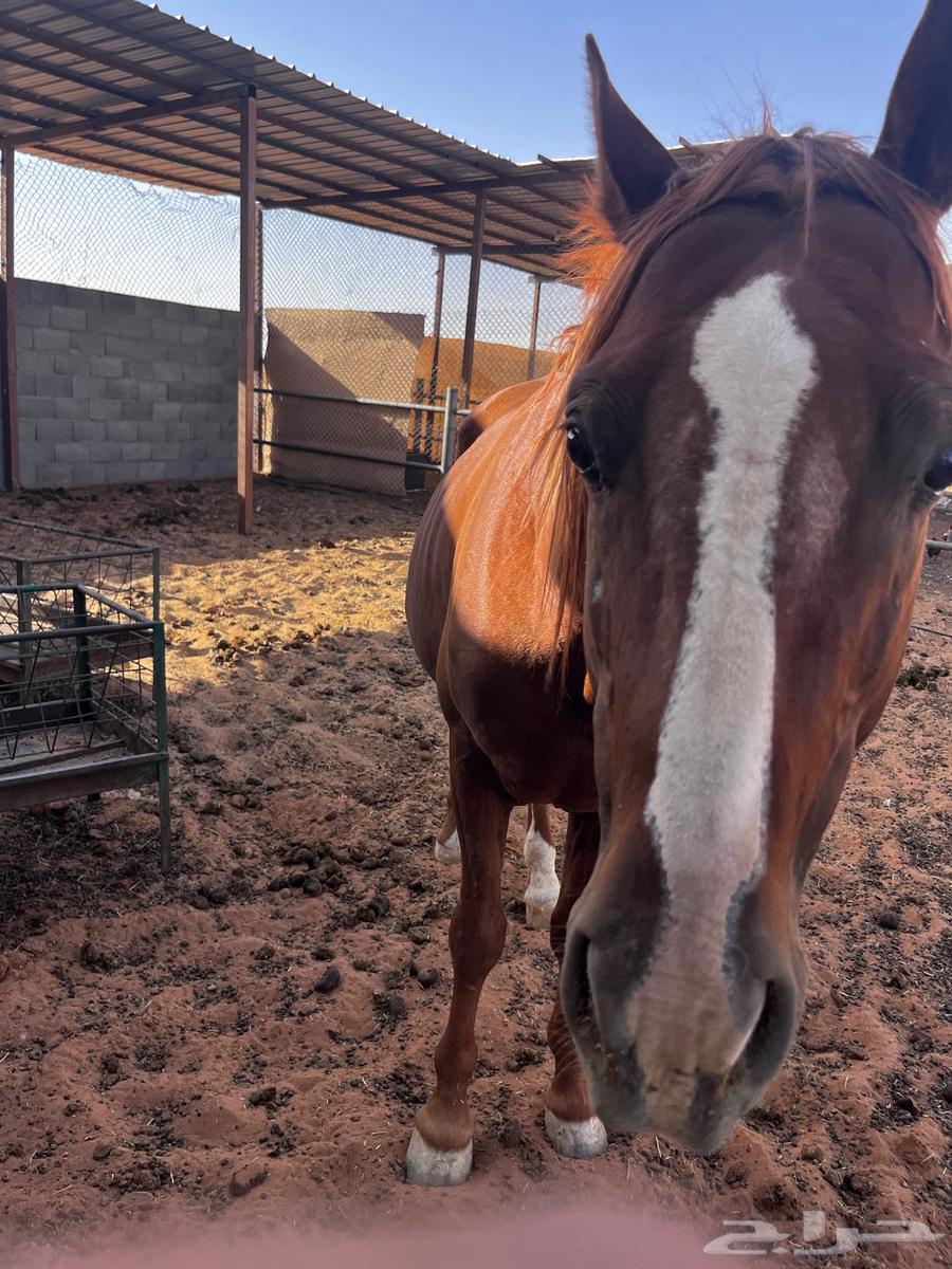 حصان للبيع هادي وصحه ممتازه64424882686595110