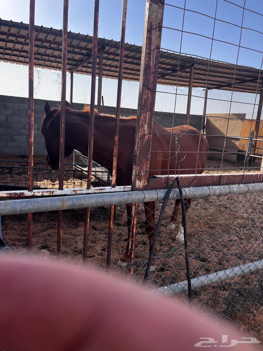 حصان للبيع هادي وصحه ممتازه64424882686595111