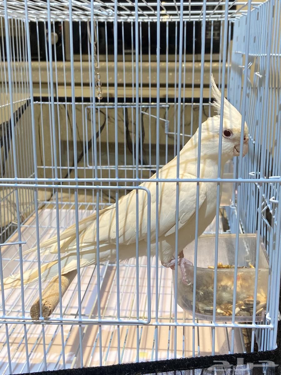 ببغاء كروان للبيع بالسوم64425664009474111