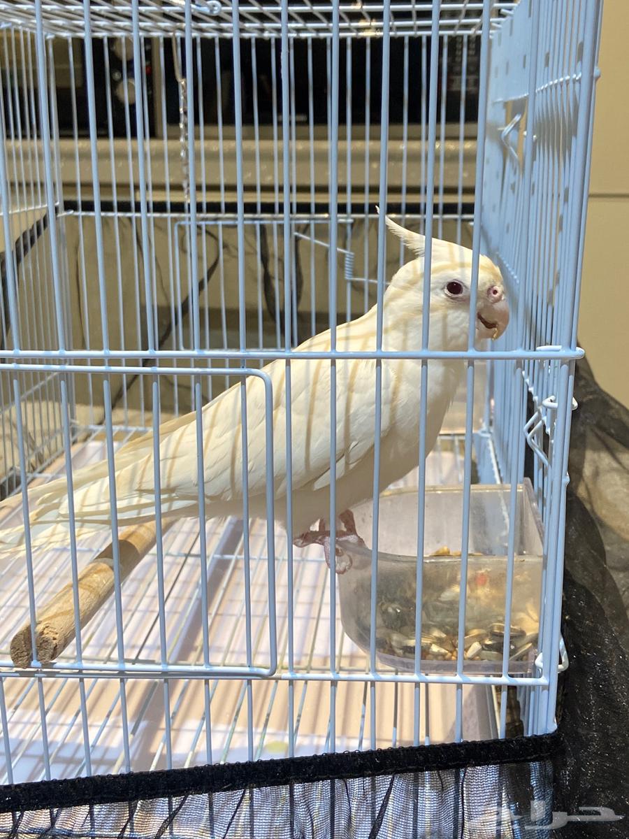 ببغاء كروان للبيع بالسوم64425664009474110