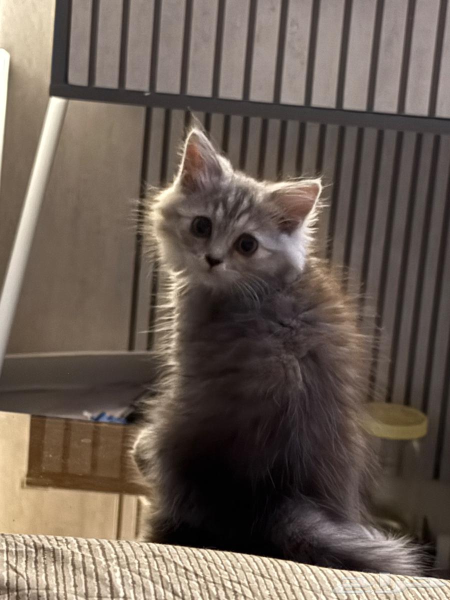 قطوه شيرازي للبيع64425824455298111