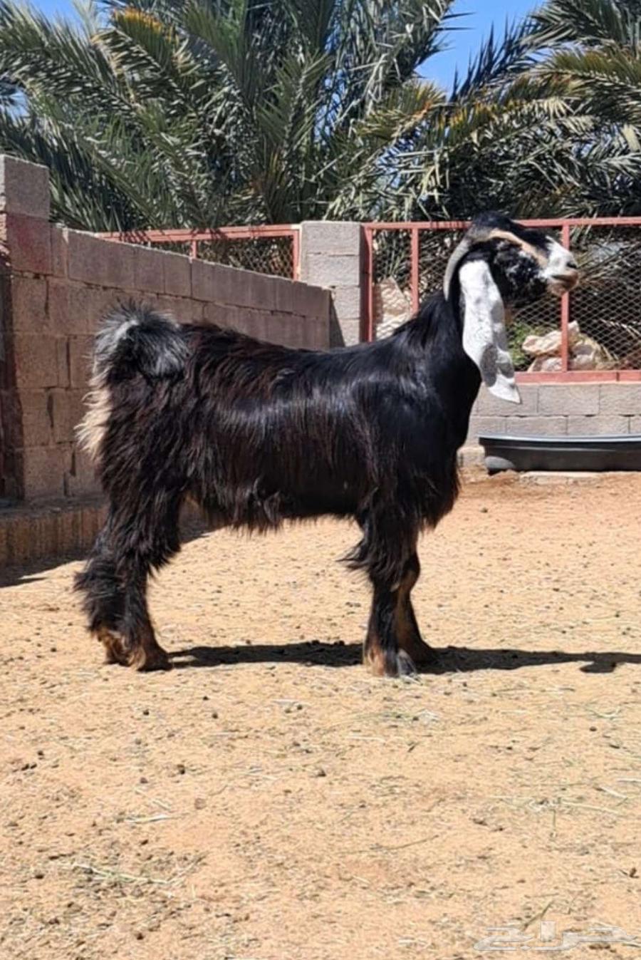 تيوس عوارض للبيع64421323738883111