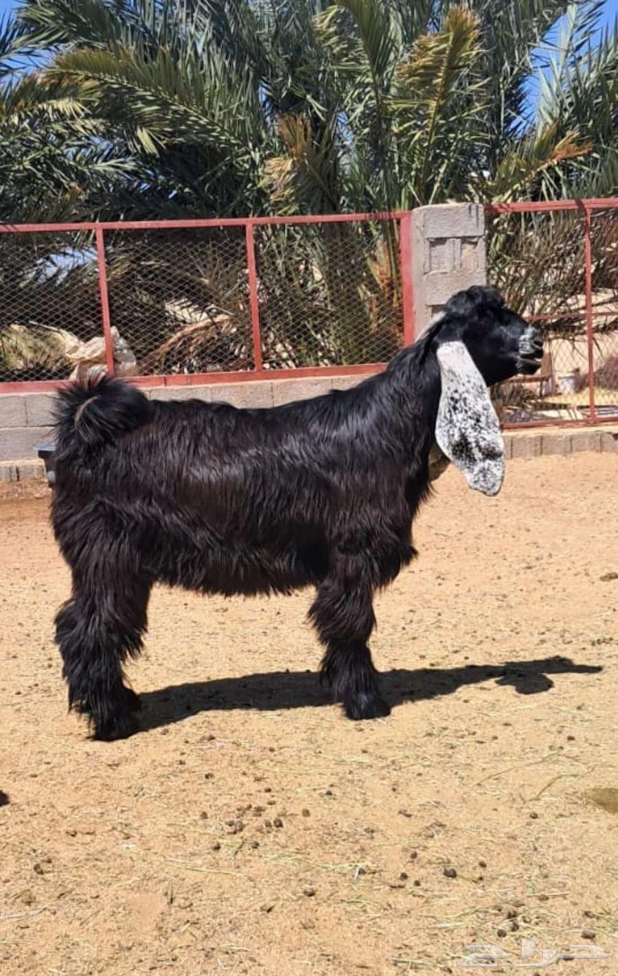 تيوس عوارض للبيع64421323738883112