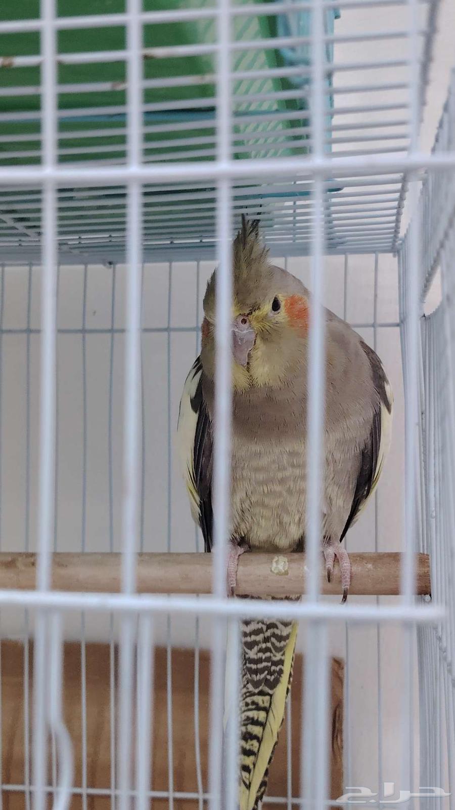 بريده64420122103298111