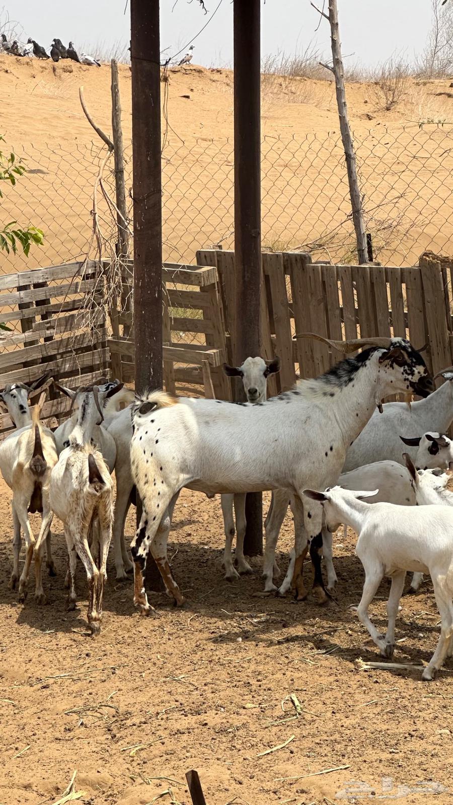 Taysin Bishih is 5 months old and needs something64421310151427111