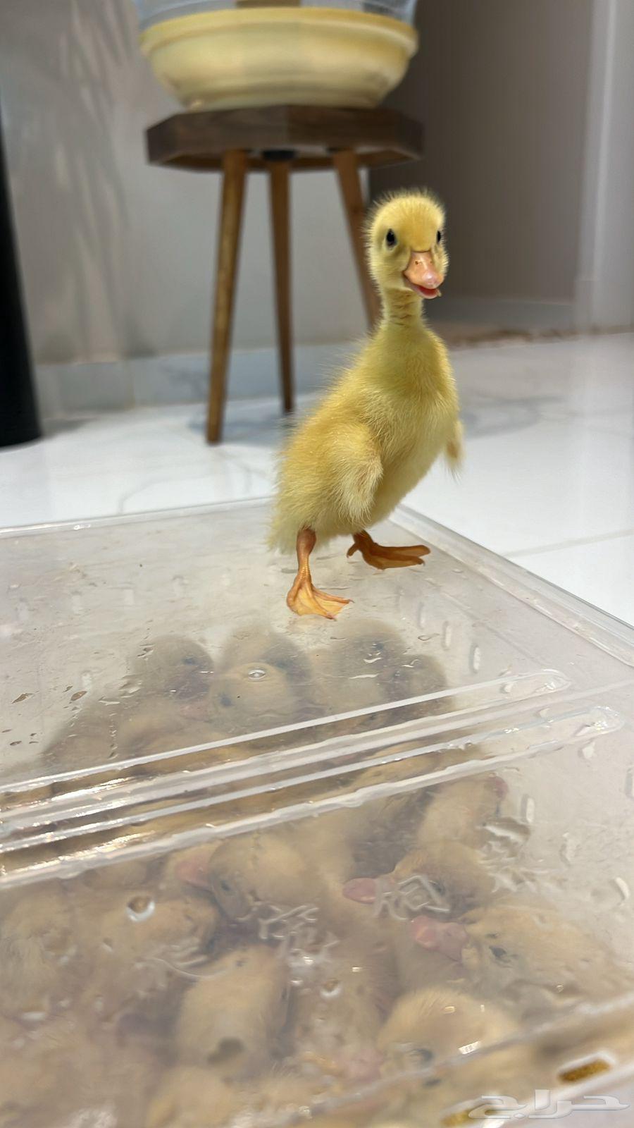 بطه64422788451201111