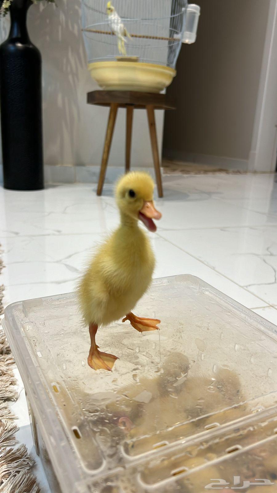 بطه64422788451201112