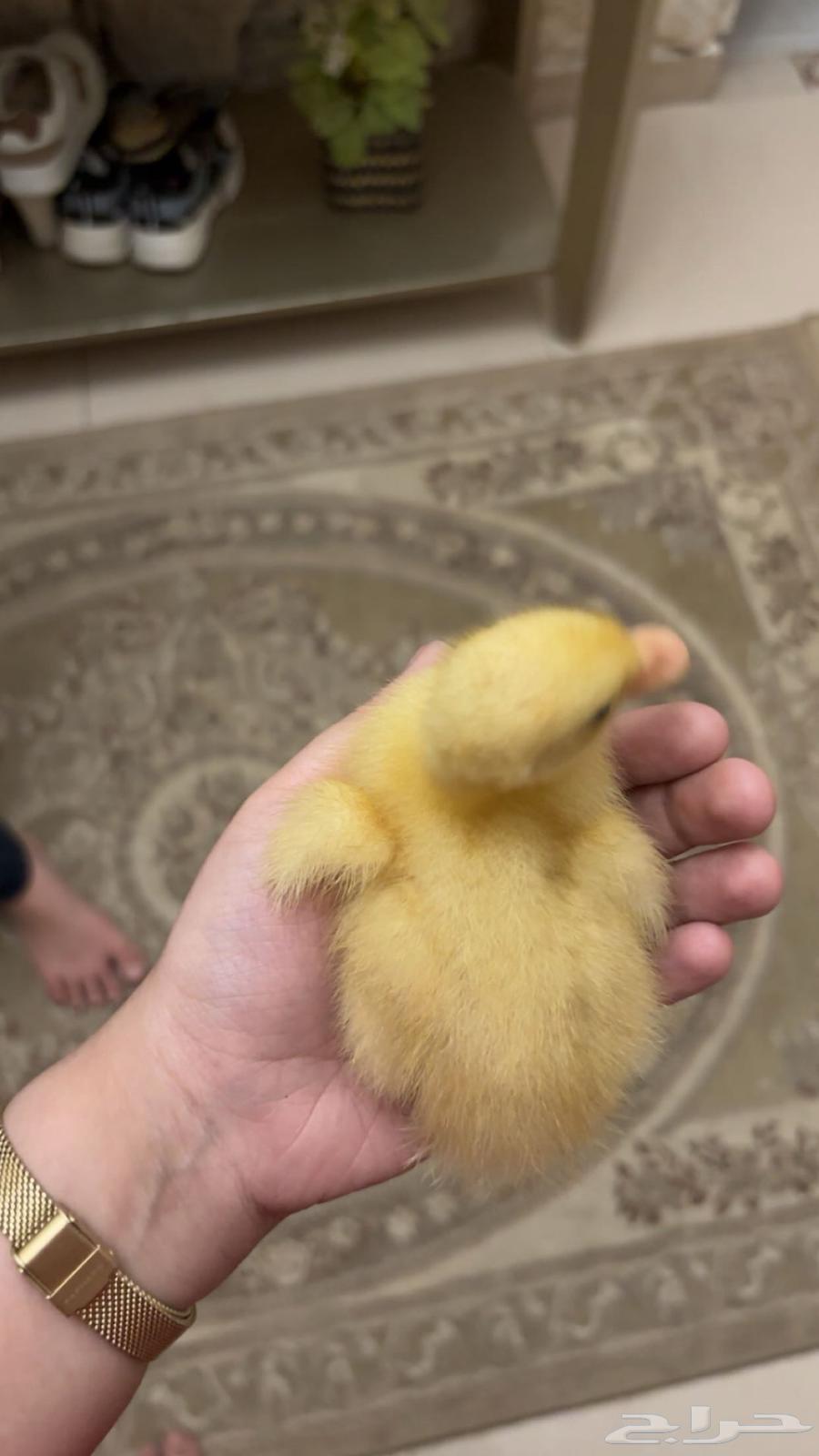 بطه64422788451201110