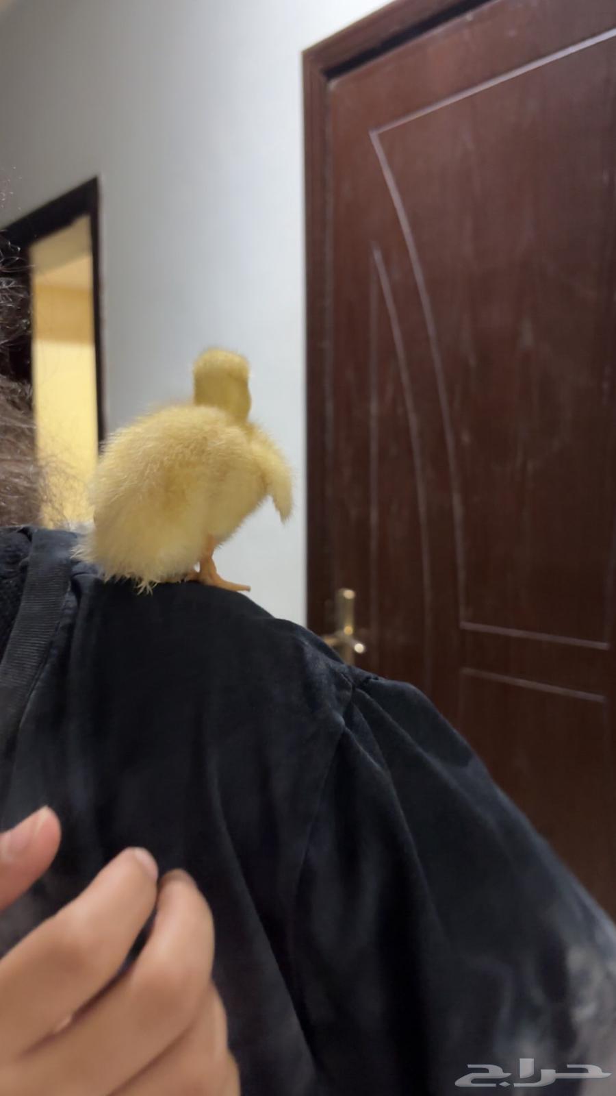 بطه64422788451201113