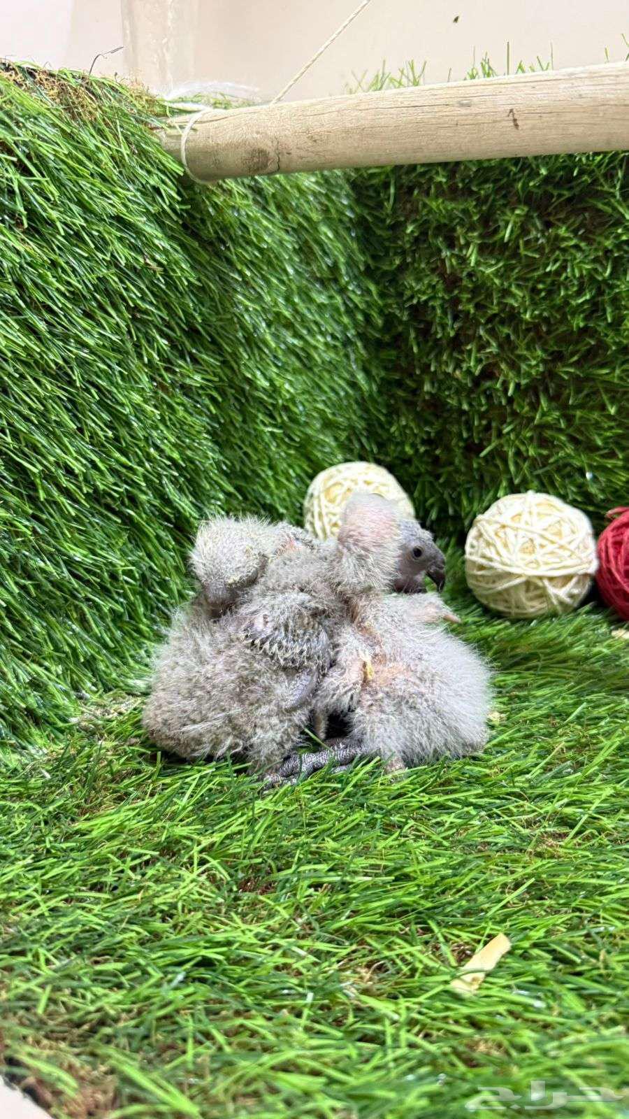 فروخ لوري دسكي64423917782402111